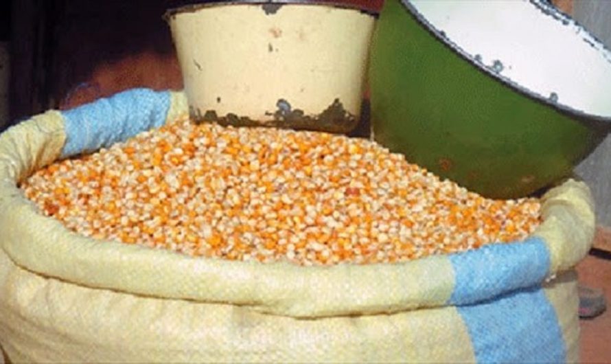 Zambie : Interdiction d’exportation de maïs face à une sécheresse menaçante