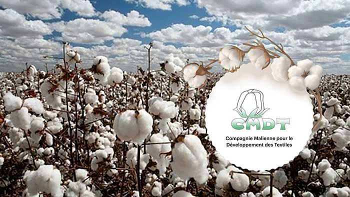 Mali : La CMDT pilier de l’économie grâce à la culture du coton et des céréales