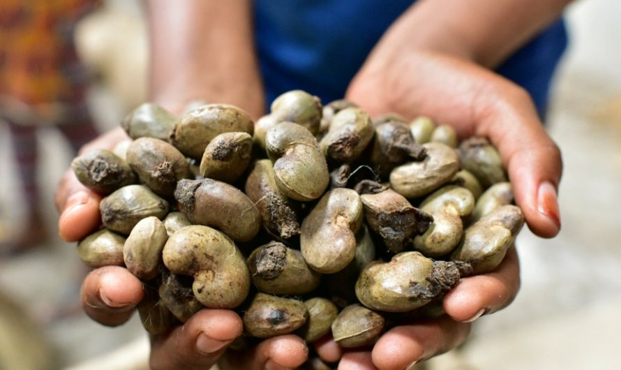 Côte d’Ivoire : Un investissement de 15 milliards de francs CFA dans une unité de transformation de noix de cajou