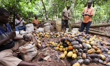 cacao