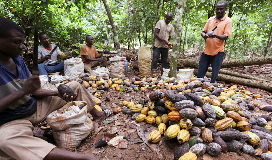 Côte d’Ivoire : Le prix du cacao fixé à 1800 Fcfa le kg pour la campagne principale 2024/2025