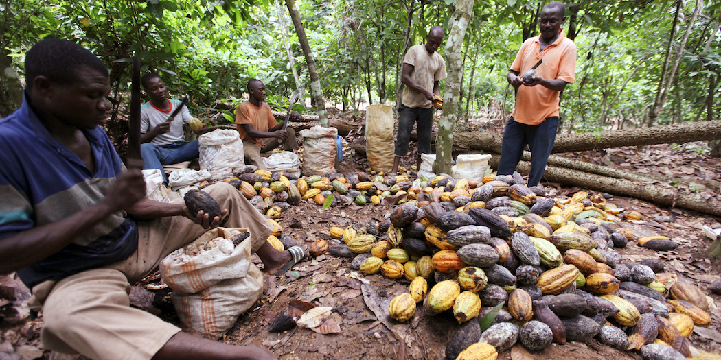 cacao