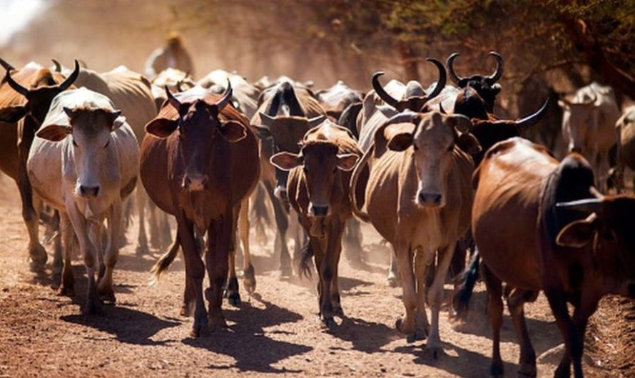 Burkina Faso : Ouagadougou importe 710 vaches gestantes du Brésil pour révolutionner son élevage