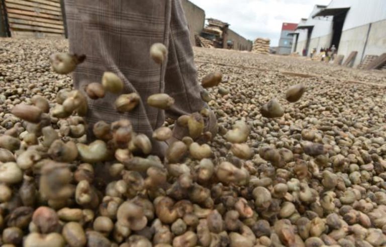Togo : 30% de la production de la noix de cajou réservée à la transformation locale, un coup de pouce à l&rsquo;industrie nationale